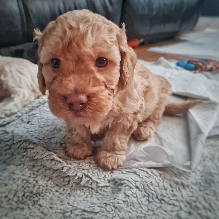 Beautiful F1b Maltipoo puppies - Image 4 of 4