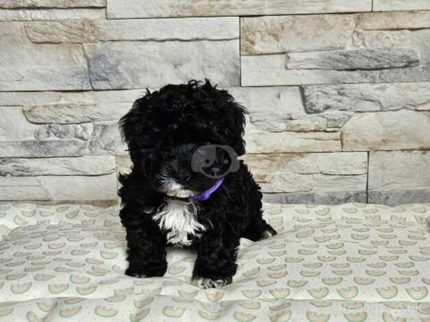 Poodle puppies for sale in Frome, Somerset – 10 months old - Image 1 of 5