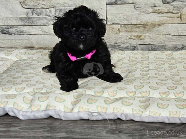 Poodle puppies for sale in Frome, Somerset – 10 months old - Image 2 of 5