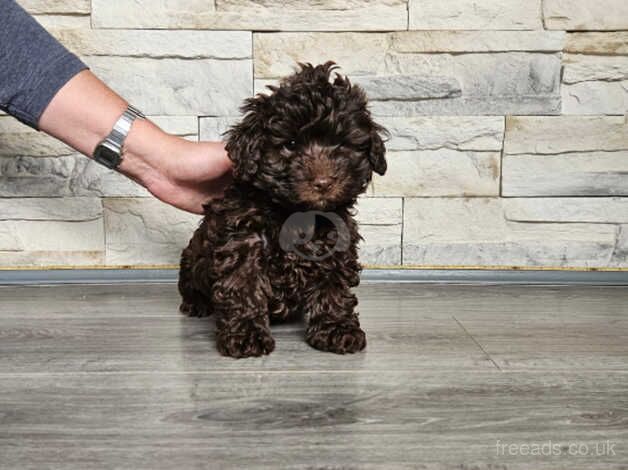 Poodle puppies for sale in Frome, Somerset – 10 months old - Image 4 of 5
