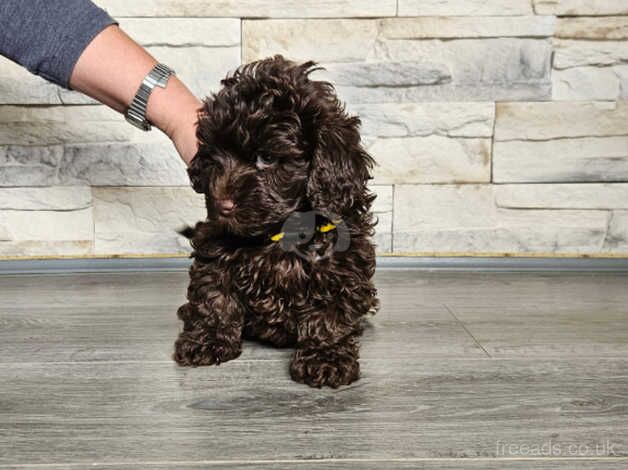 Poodle puppies for sale in Frome, Somerset – 10 months old - Image 5 of 5