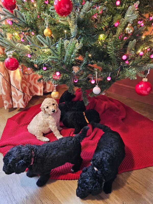 Poodle puppies for sale in Newcastle upon Tyne, Tyne and Wear – KC registered, 1 year old - Image 2 of 3