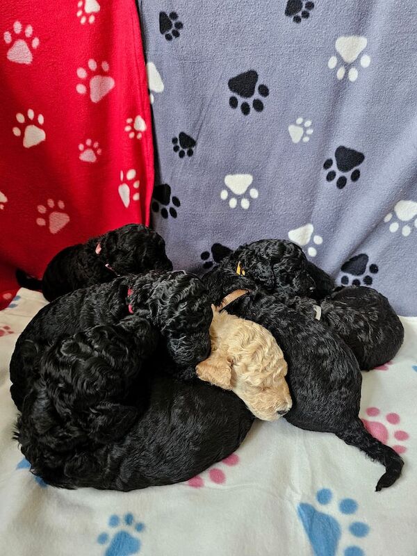 Poodle puppies for sale in Newcastle upon Tyne, Tyne and Wear – KC registered, 1 year old - Image 3 of 3