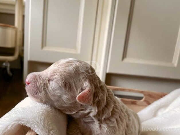 Poodle puppies for sale in Southampton, Hampshire – KC registered, 1 year old - Image 2 of 4