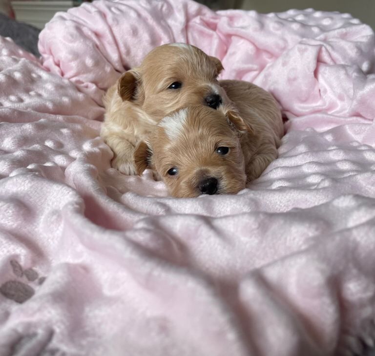 Poodle Puppies For Sale