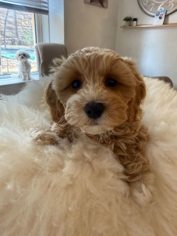 Beautiful Maltipoo Puppies – Only 2 Left!