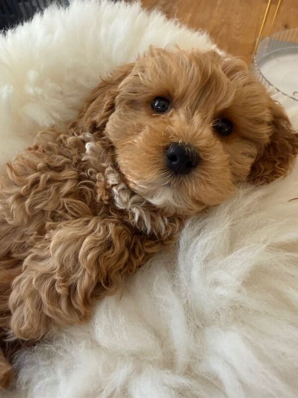 Beautiful Maltipoo Puppies – Only 2 Left! - Image 2 of 4
