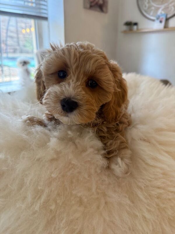 Beautiful Maltipoo Puppies – Only 2 Left! - Image 3 of 4
