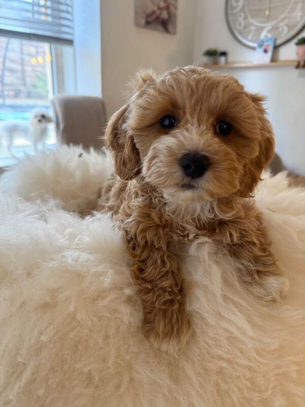 Beautiful Maltipoo Puppies – Only 2 Left! - Image 4 of 4