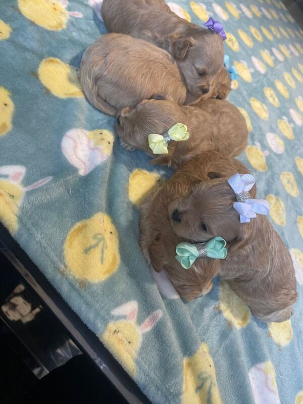 Poodle Puppies For Sale