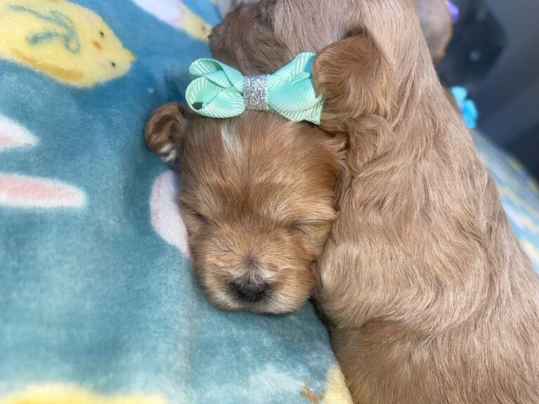 Beautiful Maltipoo Puppies – Ready Soon - Image 2 of 3