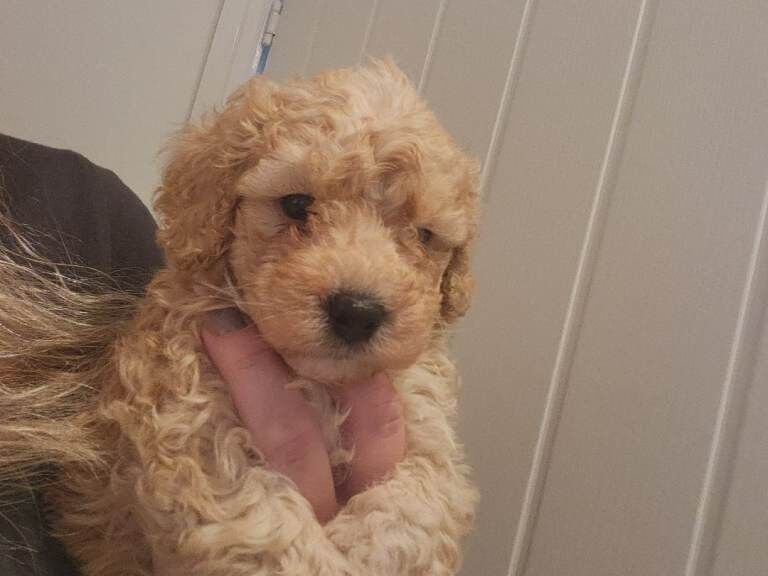 Beautiful Mini/toy poodles
