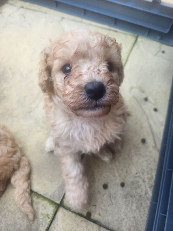 Beautiful Mini/toy poodles - Image 2 of 5