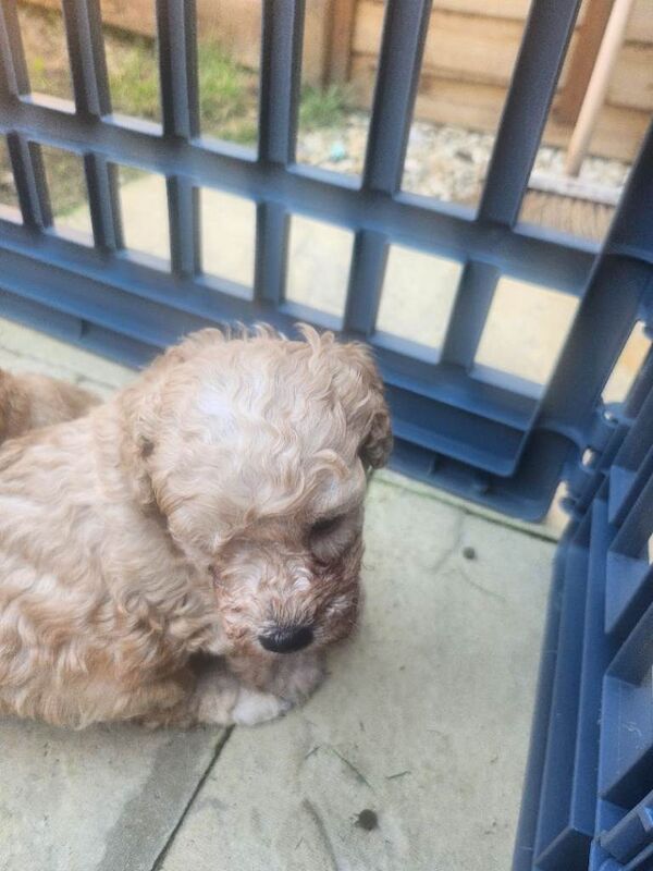 Beautiful Mini/toy poodles - Image 4 of 5