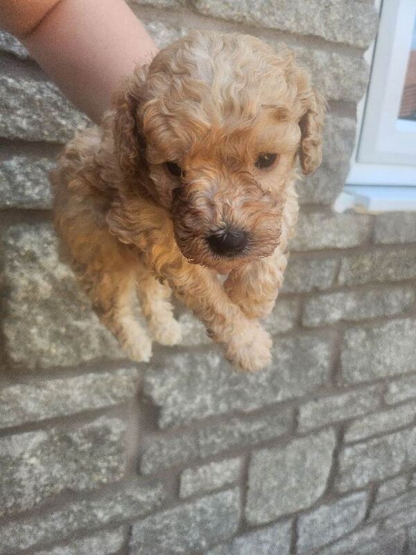 Beautiful Mini/toy poodles - Image 5 of 5