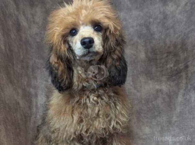 Poodle puppies for sale in Preston, Lancashire – 1 year old - Image 1 of 5