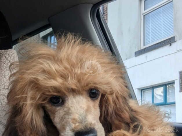 Poodle puppies for sale in Preston, Lancashire – 1 year old - Image 4 of 5