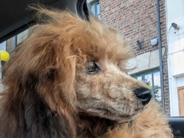 Poodle puppies for sale in Preston, Lancashire – 1 year old - Image 5 of 5