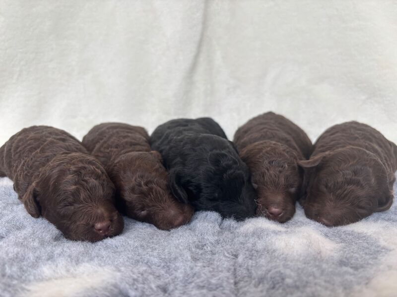 Poodle puppies for sale in Wraysbury, Berkshire – KC registered, 8 weeks old