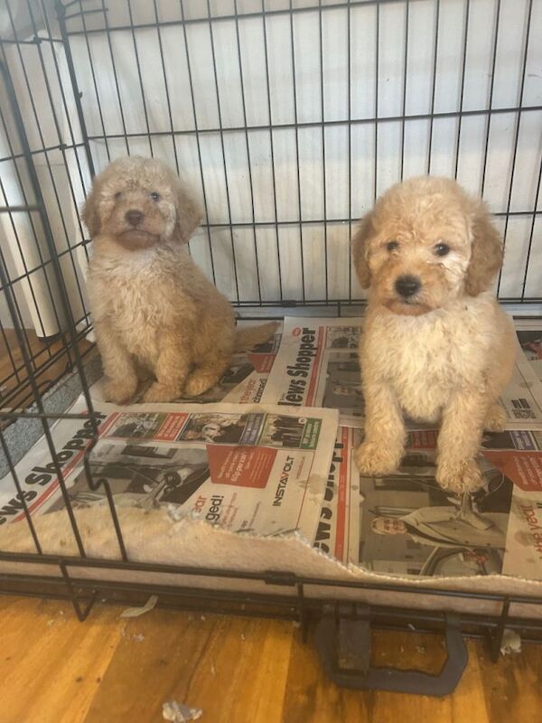 Poodle Puppies For Sale Under £1,000