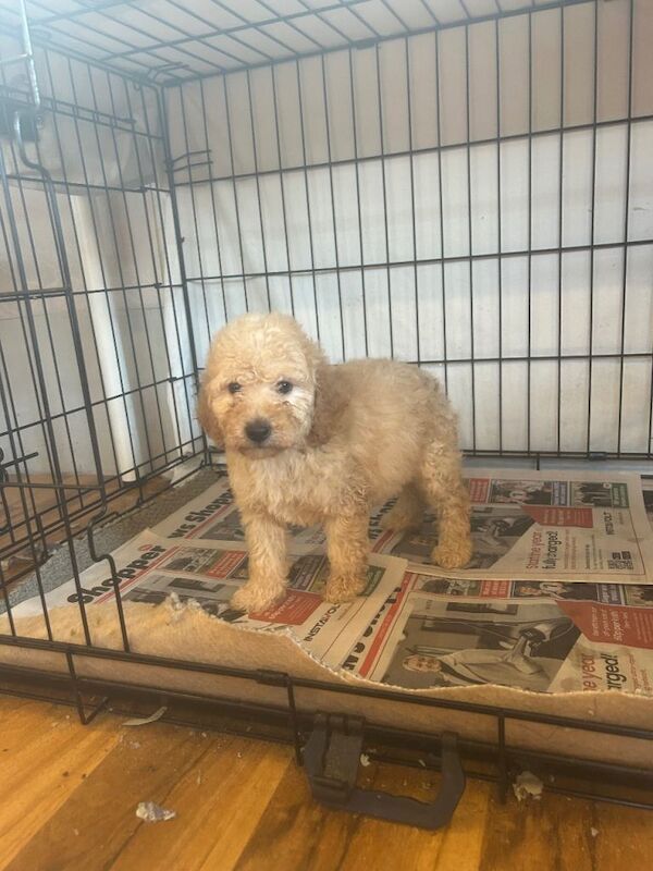 Beautiful miniature poodle puppies for sale - Image 2 of 4