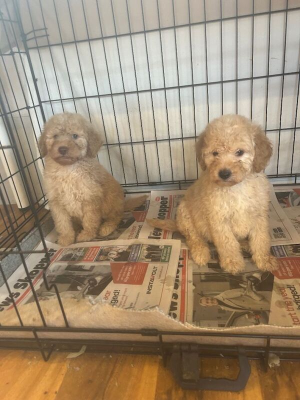 Beautiful miniature poodle puppies for sale - Image 3 of 4