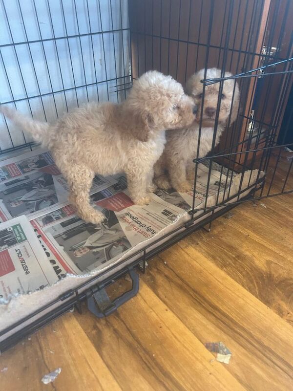 Beautiful miniature poodle puppies for sale - Image 4 of 4