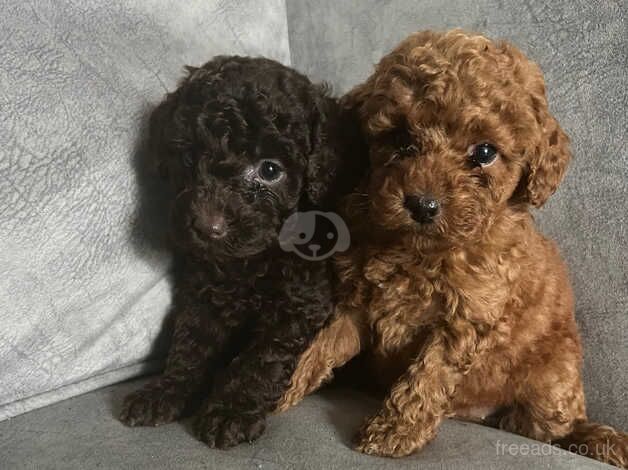 Poodle puppies for sale in Walsall, West Midlands – 1 year old - Image 1 of 5