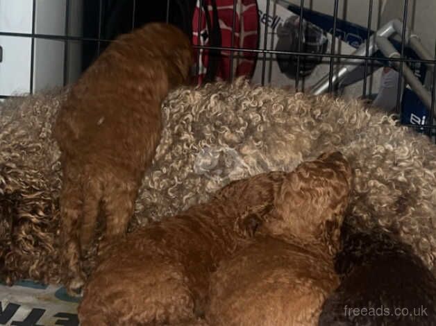 Poodle puppies for sale in Walsall, West Midlands – 1 year old - Image 2 of 5