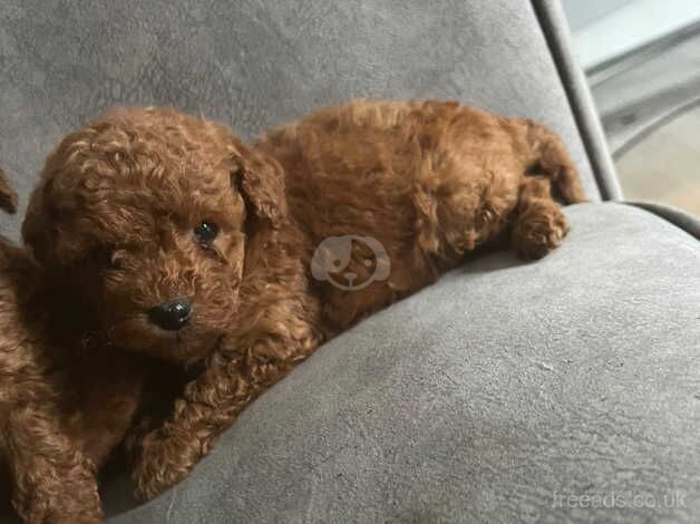 Poodle puppies for sale in Walsall, West Midlands – 1 year old - Image 3 of 5