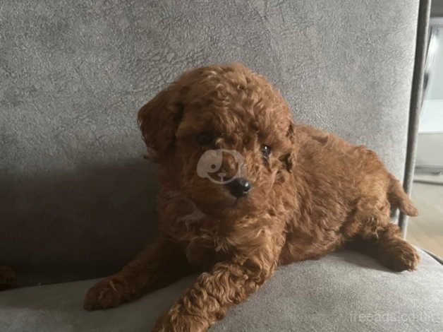 Poodle puppies for sale in Walsall, West Midlands – 1 year old - Image 4 of 5