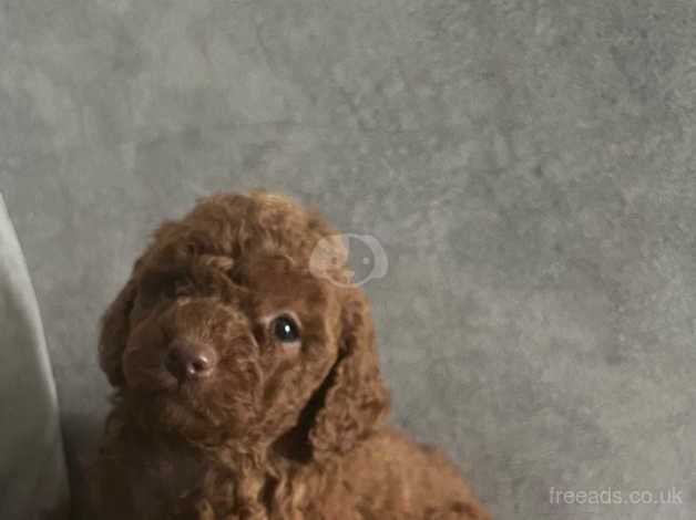Poodle puppies for sale in Walsall, West Midlands – 1 year old - Image 5 of 5