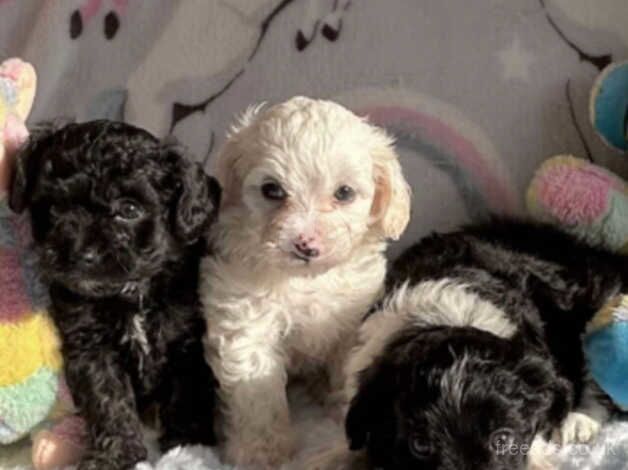 Poodle puppies for sale in Llanelli, Carmarthenshire – 1 year old - Image 1 of 5