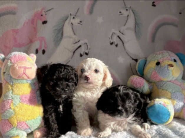 Poodle puppies for sale in Llanelli, Carmarthenshire – 1 year old - Image 2 of 5
