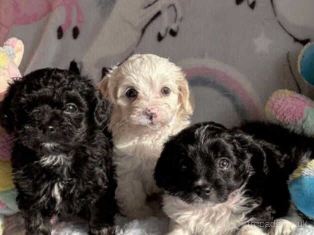 Poodle puppies for sale in Llanelli, Carmarthenshire – 1 year old - Image 3 of 5
