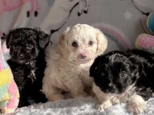 Poodle puppies for sale in Llanelli, Carmarthenshire – 1 year old - Image 4 of 5