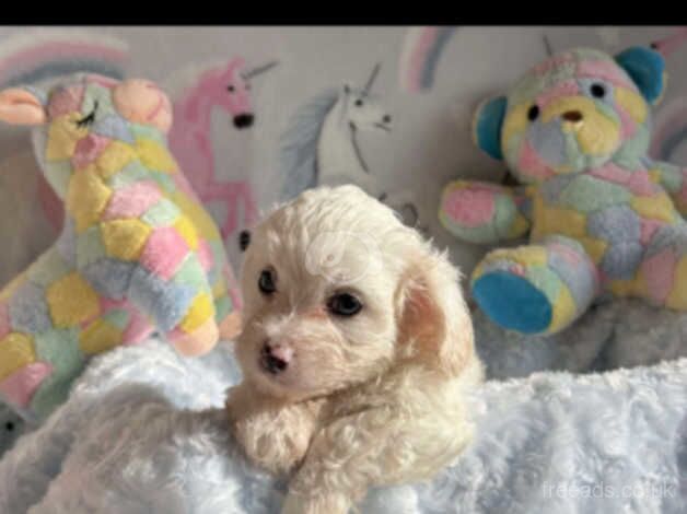 Poodle puppies for sale in Llanelli, Carmarthenshire – 1 year old - Image 5 of 5