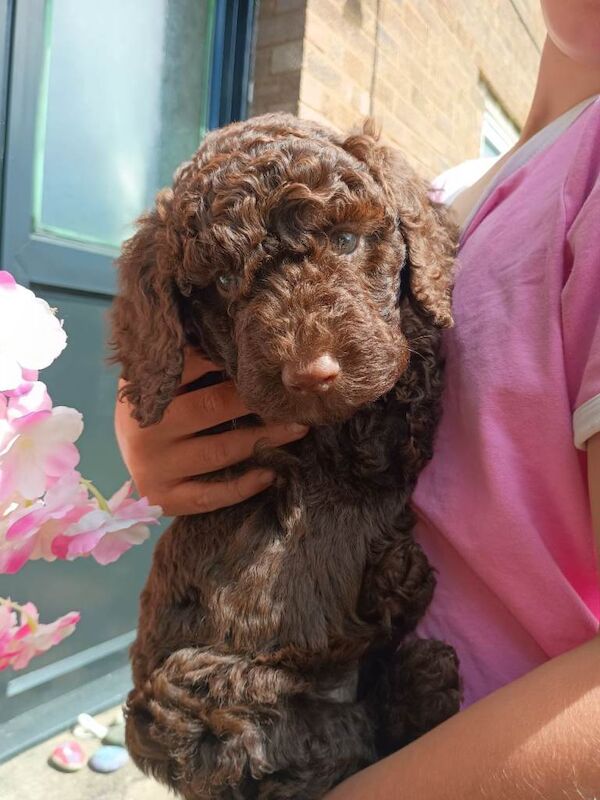 Beautiful Poodle Puppies from Health tested Parents