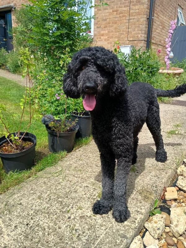 Beautiful Poodle Puppies from Health tested Parents - Image 2 of 3