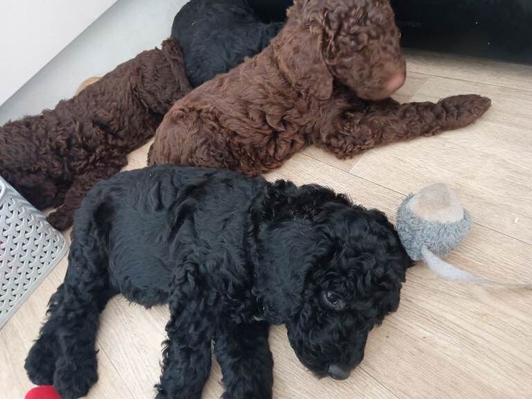 Beautiful Poodle Puppies from Health tested Parents - Image 3 of 3