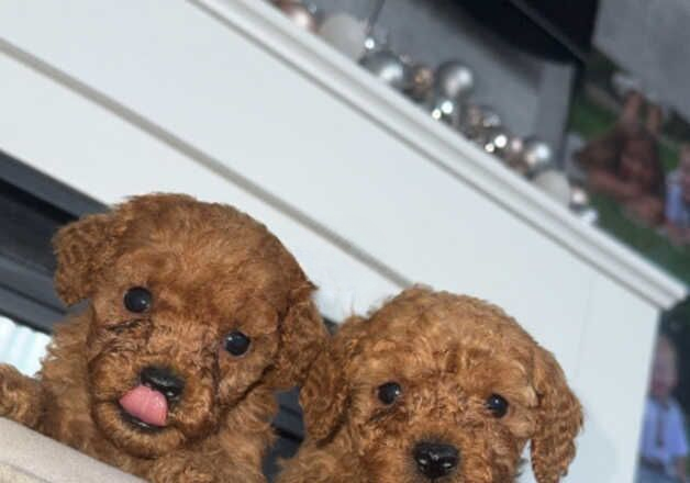 Poodle puppies for sale in Swansea – 1 year old - Image 2 of 3