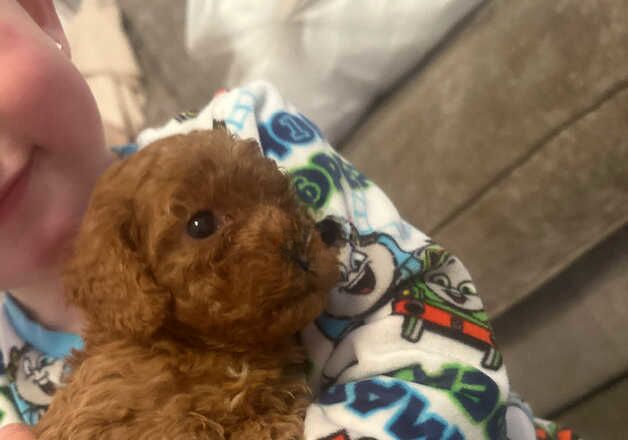 Poodle puppies for sale in Swansea – 1 year old - Image 3 of 3