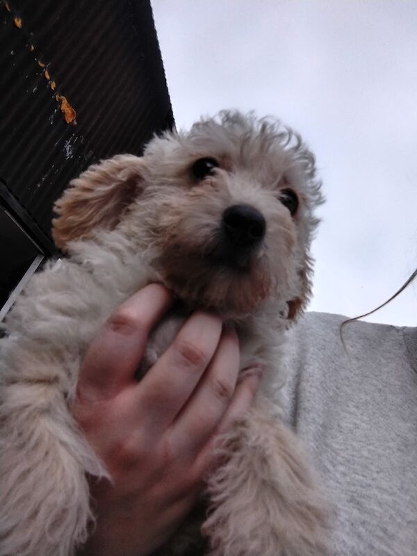 Poodle puppies for sale in Henton, Oxfordshire – 2 years old - Image 9 of 15