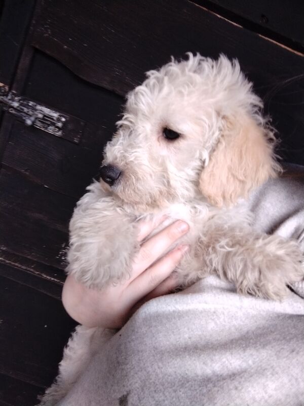 Poodle puppies for sale in Henton, Oxfordshire – 2 years old - Image 2 of 15