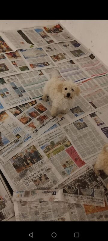 Poodle puppies for sale in Henton, Oxfordshire – 2 years old - Image 3 of 15