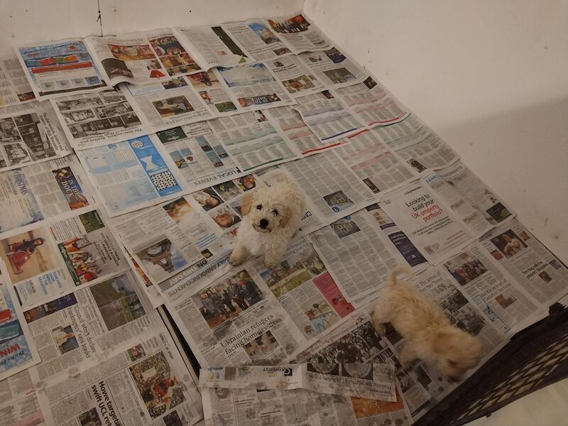 Poodle puppies for sale in Henton, Oxfordshire – 2 years old - Image 4 of 15