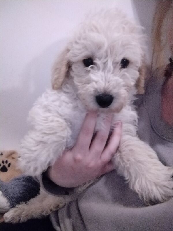 Poodle puppies for sale in Henton, Oxfordshire – 2 years old - Image 5 of 15