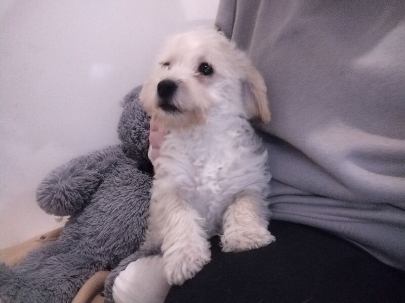 Beautiful poodle x bichon puppies for sale in Henton, Oxfordshire