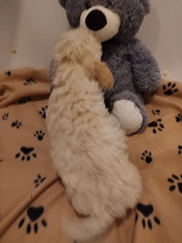 Poodle puppies for sale in Henton, Oxfordshire – 2 years old - Image 8 of 15