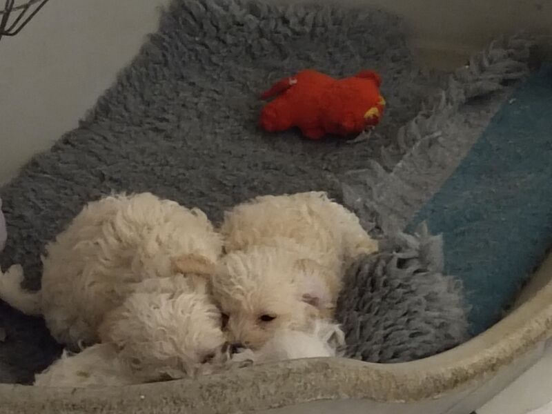 Poodle puppies for sale in Henton, Oxfordshire – 2 years old - Image 6 of 15